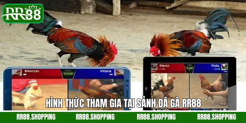 Loại hình đá gà đa dạng tại RR88